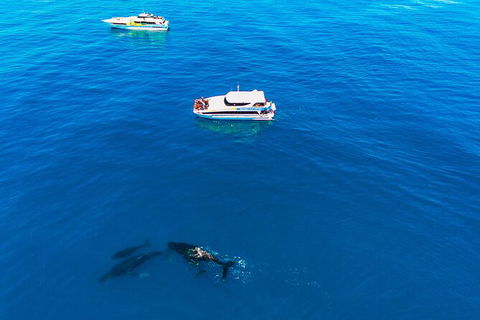 Whale-Watching Cruise And Hillarys Boat Harbour Day Trip From Perth - Accommodation NT 4