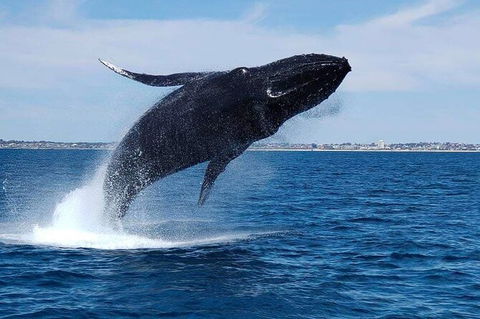 Whale-Watching Cruise And Hillarys Boat Harbour Day Trip From Perth - Accommodation NT 7