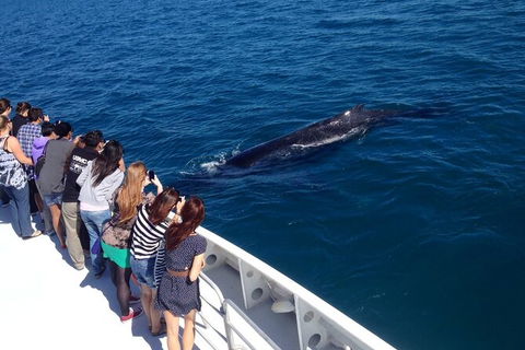 Whale-Watching Cruise And Hillarys Boat Harbour Day Trip From Perth - Accommodation NT 5