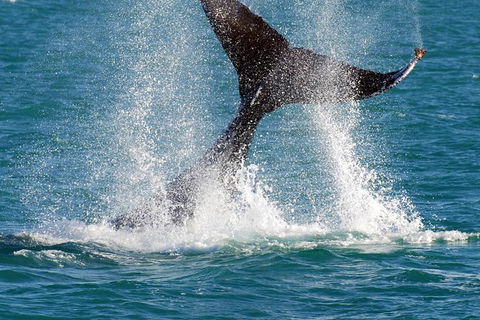 Whale-Watching Cruise And Hillarys Boat Harbour Day Trip From Perth - Accommodation NT 2