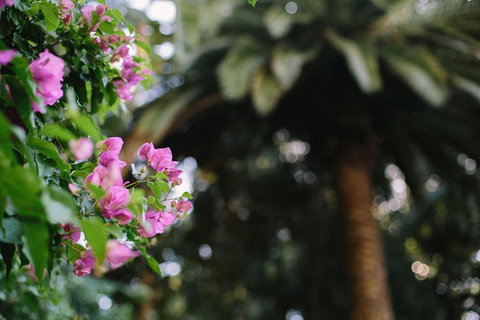 Wanneroo Botanic Gardens: Devonshire Tea And Garden Self Guided Tour - Accommodation NT 1