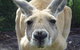 Discover Perth Full Day Tour - thumb 0