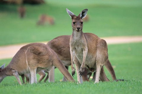 Half-Day Yanchep National Park & Crystal Cave - Accommodation NT 0
