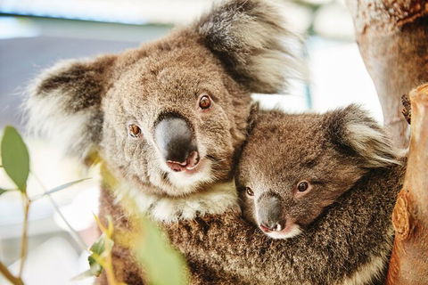 Half-Day Yanchep National Park & Crystal Cave - Accommodation NT 3