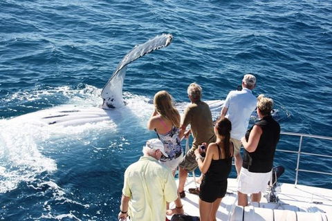 Half-Day Whale Watching Sunset Cruise From Broome - Accommodation NT 0