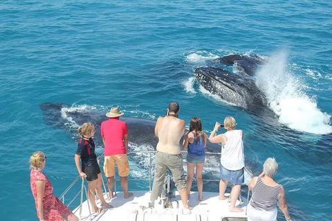 Half-Day Whale Watching Sunset Cruise From Broome - Accommodation NT 1