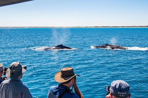 Half-Day Whale Watching Sunset Cruise From Broome - Accommodation NT 5