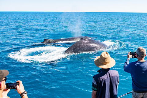 Half-Day Whale Watching Sunset Cruise From Broome - Accommodation NT 7