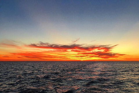 Half-Day Whale Watching Sunset Cruise From Broome - Accommodation NT 8