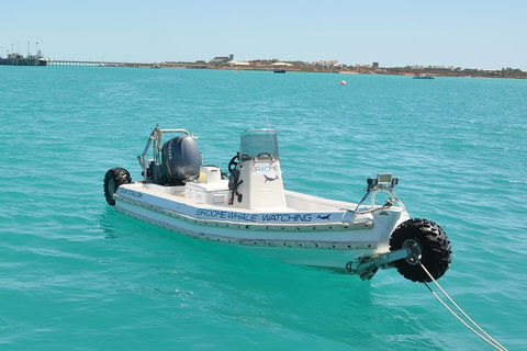 Half-Day Whale Watching Sunset Cruise From Broome - Accommodation NT 4