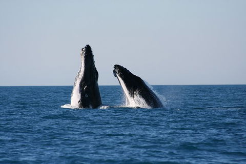Half-Day Whale Watching Sunset Cruise From Broome - Accommodation NT 3