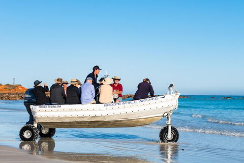 Half-Day Whale Watching Sunset Cruise From Broome - Accommodation NT 11