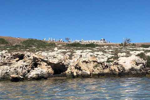 Penguin Island And Fremantle - Canoe, Chocolate & Coffee - Accommodation NT 10