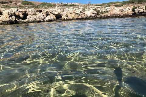 Penguin Island And Fremantle - Canoe, Chocolate & Coffee - Accommodation NT 5