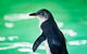 Penguin Island And Fremantle - Canoe, Chocolate & Coffee - thumb 14