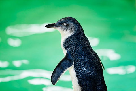 Penguin Island And Fremantle - Canoe, Chocolate & Coffee - Accommodation NT 14