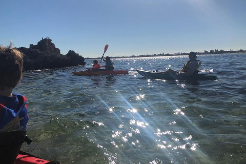 Penguin Island And Fremantle - Canoe, Chocolate & Coffee - Accommodation NT 11