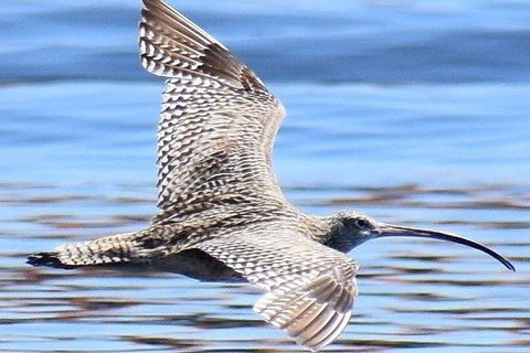 Mandurah Dolphin Island Adventure - Accommodation NT 7