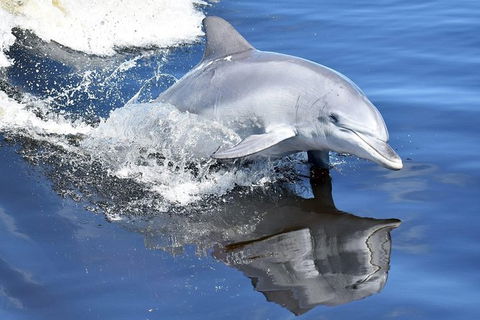 Mandurah Dolphin Island Adventure - Accommodation NT 14