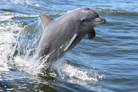 Mandurah Dolphin Island Adventure - Accommodation NT 11