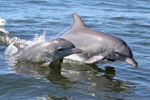 Mandurah Dolphin Island Adventure - Accommodation NT 6