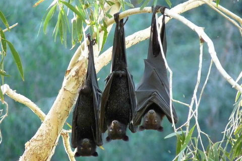 Amazing Windjana Gorge And Tunnel Creek Adventure From Broome - Accommodation NT 1