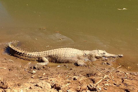 Amazing Windjana Gorge And Tunnel Creek Adventure From Broome - Accommodation NT 7