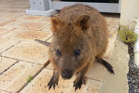 Wave Rock, Pinnacles And Rottnest One Day Aeroplane Tour - Accommodation NT 1