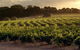 Flight To Leeuwin Winery For Lunch - thumb 5