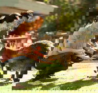 Very Best of Perth Tour - Wildlife Park  City Highlights Tour - Accommodation NT