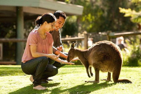 Very Best Of Perth Tour - Wildlife Park & City Highlights Tour - Accommodation NT 0