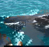 Augusta Whale Watching Eco Tour - Accommodation NT