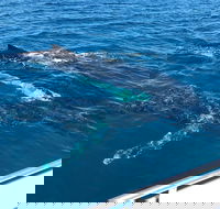 Busselton Whale Watching - Accommodation NT