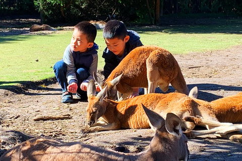 Caversham Wildlife Park, Old Guildford Town & Swan Valley Tour - Accommodation NT 0