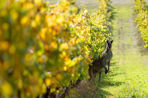 Full-Day Winery And Brewery Tour In Margaret River With Lunch - Accommodation NT 6
