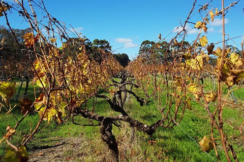 5 Hours Wineries, Coffee Tasting, Forest & Lunch At The Berry Farm - Accommodation NT 15