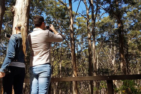 5 Hours Wineries, Coffee Tasting, Forest & Lunch At The Berry Farm - Accommodation NT 9