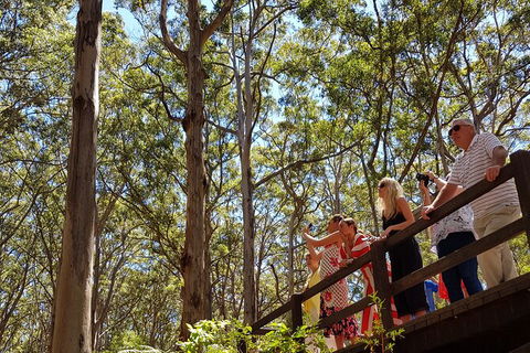 5 Hours Wineries, Coffee Tasting, Forest & Lunch At The Berry Farm - Accommodation NT 4