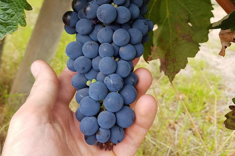 5 Hours Wineries, Coffee Tasting, Forest & Lunch At The Berry Farm - Accommodation NT 18