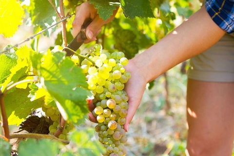 5 Hours Wineries, Coffee Tasting, Forest & Lunch At The Berry Farm - Accommodation NT 3
