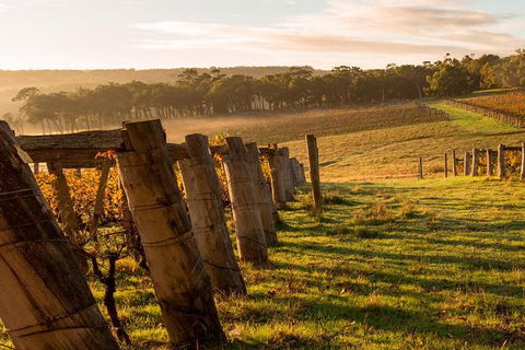 5 Hours Wineries, Coffee Tasting, Forest & Lunch At The Berry Farm - Accommodation NT 19