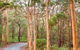 5 Hours Wineries, Coffee Tasting, Forest & Lunch At The Berry Farm - thumb 13