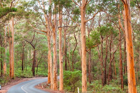 5 Hours Wineries, Coffee Tasting, Forest & Lunch At The Berry Farm - Accommodation NT 13