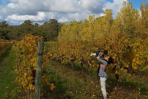 5 Hours Wineries, Coffee Tasting, Forest & Lunch At The Berry Farm - Accommodation NT 17