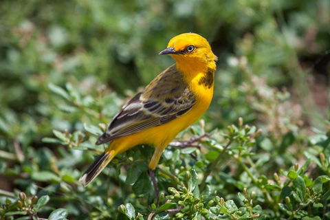 Lake Argyle Birdwatching Charter - Accommodation NT 5