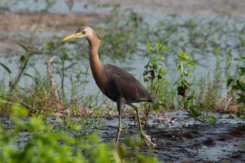 Lake Argyle Birdwatching Charter - Accommodation NT 9