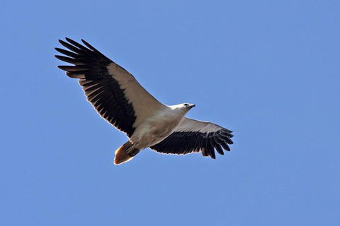 Lake Argyle Birdwatching Charter - Accommodation NT 4