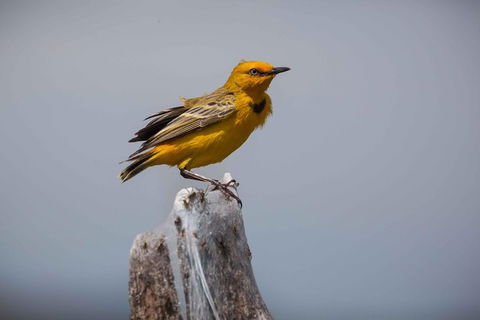 Lake Argyle Birdwatching Charter - Accommodation NT 2