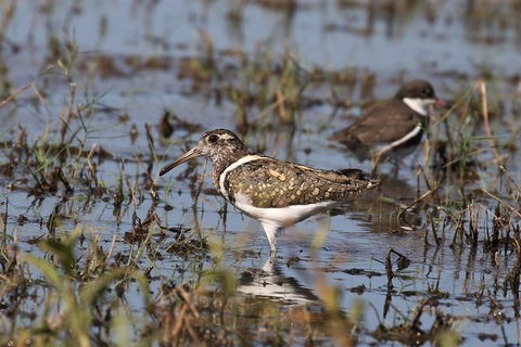 Lake Argyle Birdwatching Charter - Accommodation NT 7