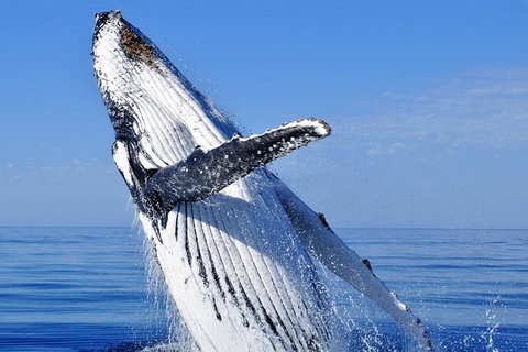 Whale Watching Tour - Accommodation NT 0
